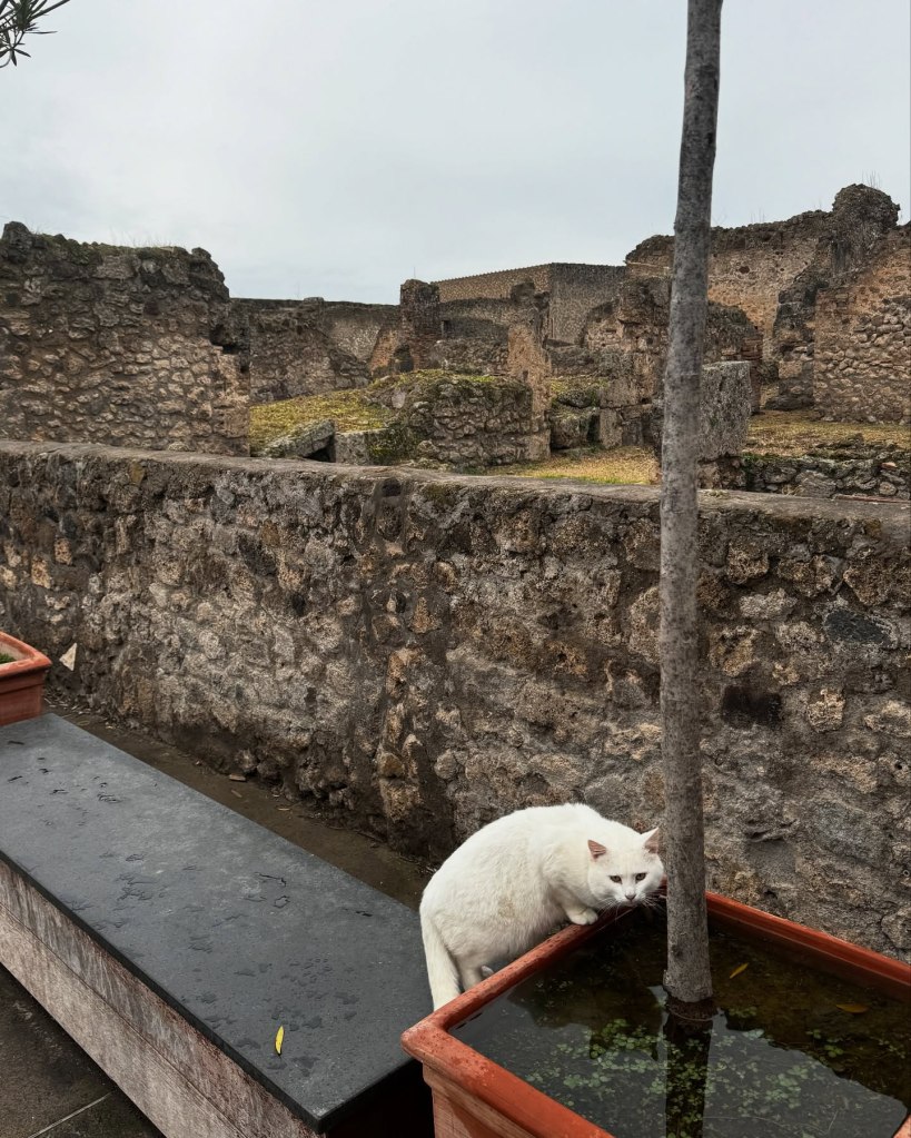 PompeiI 1 day before Christmas. 2024.